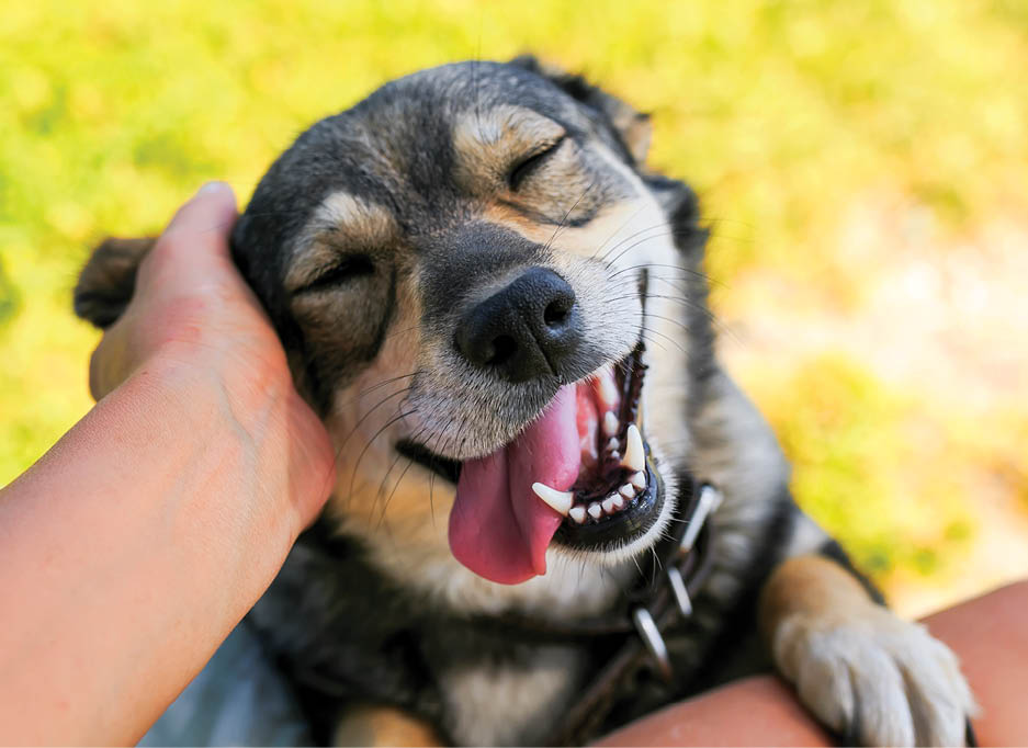 Kindness: A dog smiling while receiving affection